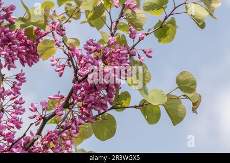 Cerdis siliquastrum au printemps, connu sous le nom d'arbre Judas, Judastree, Redbud Banque D'Images