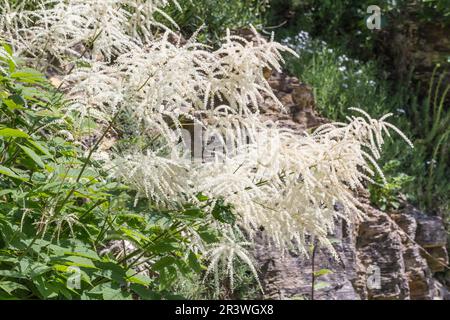 Aruncus dioicus, les noms communs sont la barbe de chèvres, la barbe de Bucks, les fethers de brides Banque D'Images