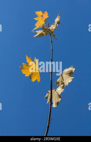 Acer rubrum, érable rouge en automne, les autres noms communs sont marais, érable à eau, érable doux Banque D'Images