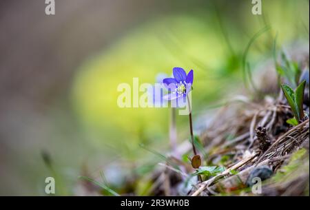 Fleur unique d'anémone hepatica dans une forêt - fond jaune clair de fleurs de cowslip Banque D'Images
