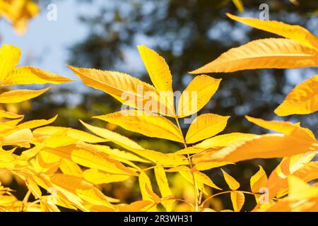 Carya cordiformis, Bitternuss - Carya cordiformis, Bitternut hickory, marécage hickory Banque D'Images