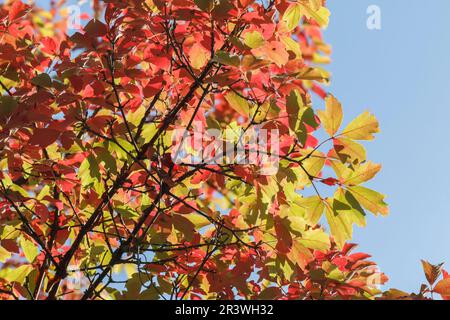 Acer griseum, érable à papier à l'automne Banque D'Images