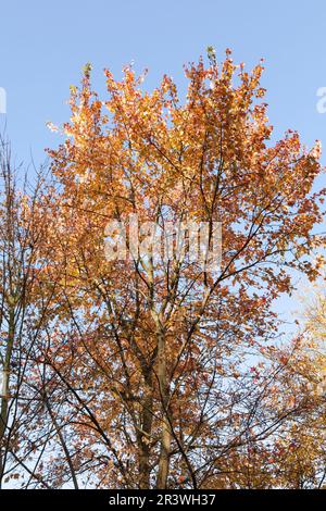 Acer rubrum, érable rouge en automne, les autres noms communs sont marais, érable à eau, érable doux Banque D'Images