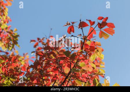 Acer griseum, érable à papier à l'automne Banque D'Images