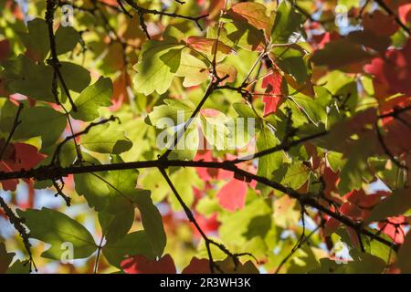 Acer griseum, érable à papier à l'automne Banque D'Images