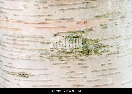 Betula ermanii (écorce d'arbre), connue sous le nom de bouleau d'Erman, bouleau de montagne japonais, bouleau d'Erman Banque D'Images