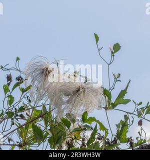 Clematis vitalba, la barbe d'un vieil homme, la joie des voyageurs Banque D'Images