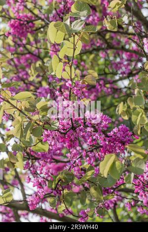 Cerdis siliquastrum au printemps, connu sous le nom d'arbre Judas, Judastree, Redbud Banque D'Images