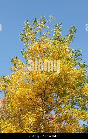 Carya cordiformis, connu sous le nom de Bitternut hickory et Swamp hickory Banque D'Images