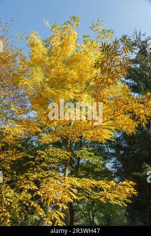 Carya cordiformis, Bitternuss - Carya cordiformis, Bitternut hickory, marécage hickory Banque D'Images