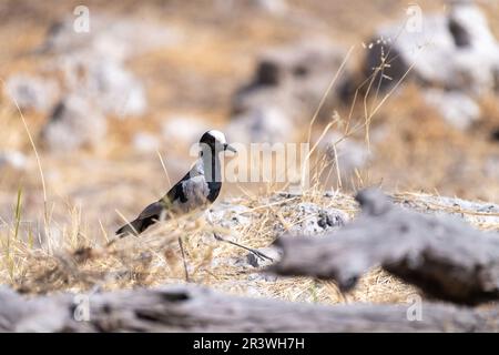 Photo au téléobjectif d'un forgeron lapwing -Vanellus armatus- dans le parc national d'Etosha, Namibie Banque D'Images