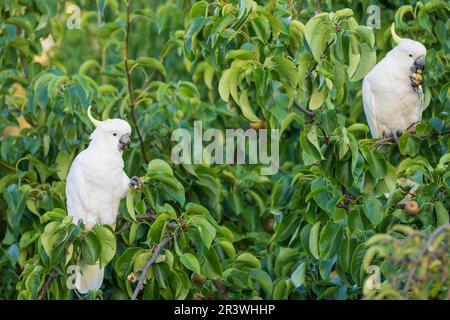 Deux Cockatoos à soufre Crested mangeant des fruits perchés dans un arbre à Campbells Creek dans le centre de Victoria, en Australie. Banque D'Images