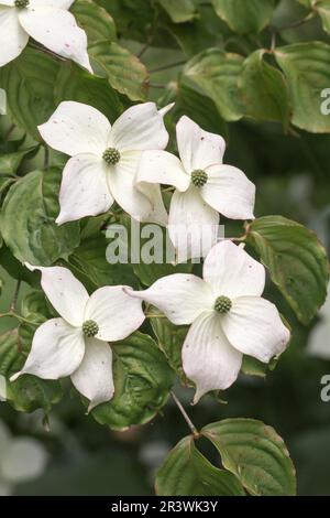 Cornus kousa, connu sous le nom de cornouiller de Kousa, cornouiller à fleurs japonais Banque D'Images