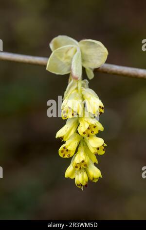 Corylopsis spicata, connu sous le nom de Spike Winter Hazel, Winterhazel, Winter Hazel Banque D'Images