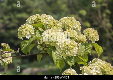 Viburnum plicatum au printemps, buisson de boule de neige japonaise, boule de neige japonaise Banque D'Images