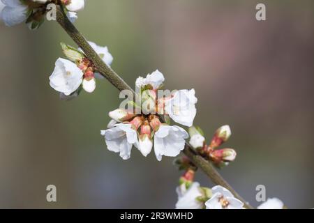 Prunus tomentosa, connue sous le nom de cerise coréenne, cerise Downy, cerise Manchu, cerise naine chinoise Banque D'Images