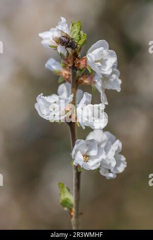 Prunus tomentosa, connue sous le nom de cerise coréenne, cerise Downy, cerise Manchu, cerise naine chinoise Banque D'Images