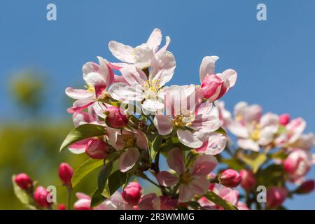 Malus sieversii, syn. Malus turkmenorum, pomme sauvage au printemps Banque D'Images