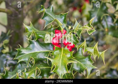 Ilex aquafolium, connu sous le nom de Holly, Holly commune, Holly européenne, Holly anglaise, Houx de Noël Banque D'Images