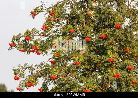 Sorbus aucuparia, connu sous le nom de Rowan européen ou de cendres de montagne (baies) Banque D'Images
