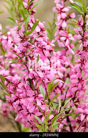 Prunus tenella, communément connu sous le nom d'amande russe naine Banque D'Images