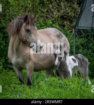 Un nouveau-né et sa mère déjà sur ses jambes et courir quand il a moins d'un jour Banque D'Images