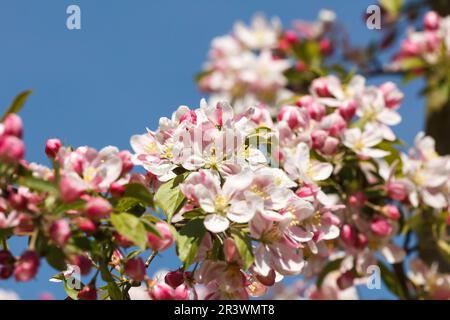 Malus sieversii, syn. Malus turkmenorum, pomme sauvage au printemps Banque D'Images