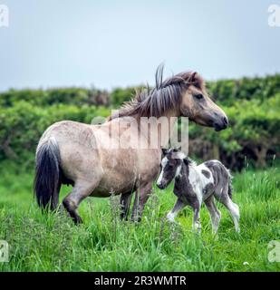 Un nouveau-né et sa mère déjà sur ses jambes et courir quand il a moins d'un jour Banque D'Images