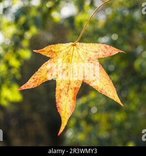 Liquidambar styraciflua, connu sous le nom de sucrine américaine, sucrine ou gomme douce Banque D'Images