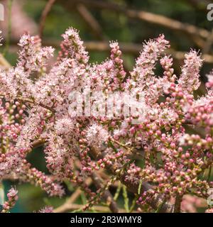 Tamarix ramosissima, var Rubra, tamarisque rose, tamarisque au printemps Banque D'Images