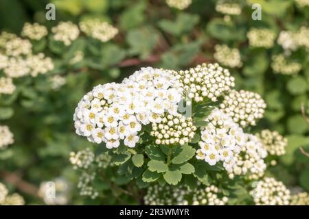 Spiraea trilobata, connue sous le nom de spiraea sucrée asiatique ou à trois lobes au printemps Banque D'Images