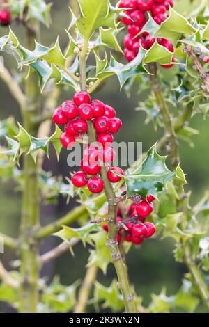Ilex aquafolium, connu sous le nom de Holly, Holly commune, Holly européenne, Holly anglaise, Houx de Noël Banque D'Images