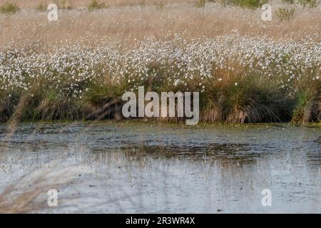 Eriophorum vaginatum, coton de queue de lièvre, coton de Tussock, caramel en feuilles en Allemagne Banque D'Images