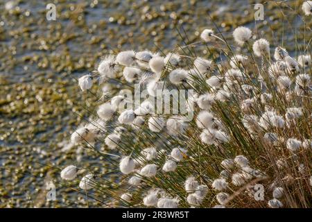 Eriophorum vaginatum, coton de queue de lièvre, coton de Tussock, caramel en feuilles en Allemagne Banque D'Images