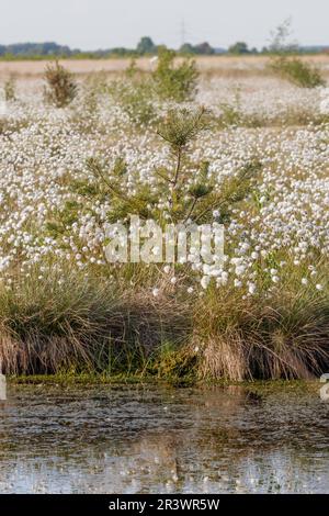 Eriophorum vaginatum, coton de queue de lièvre, coton de Tussock, caramel en feuilles en Allemagne Banque D'Images