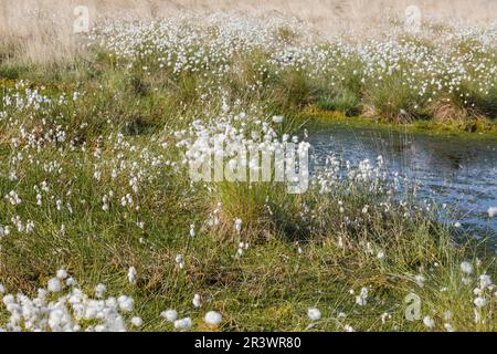 Eriophorum vaginatum, coton de queue de lièvre, coton de Tussock, caramel en feuilles en Allemagne Banque D'Images