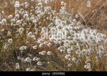 Eriophorum vaginatum, coton de queue de lièvre, coton de Tussock, caramel en feuilles en Allemagne Banque D'Images