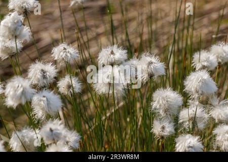 Eriophorum vaginatum, coton de queue de lièvre, coton de Tussock, caramel en feuilles en Allemagne Banque D'Images