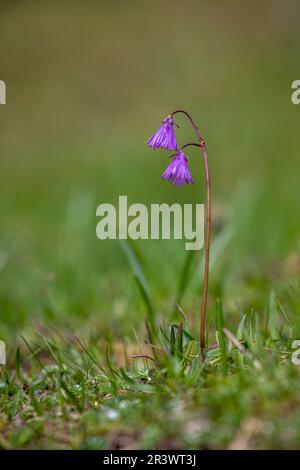 Gros plan d'une cloche alpine - Soldanella alpina - dans les alpes suisses Banque D'Images