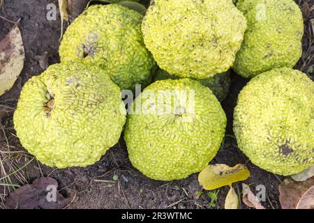 Maclura pomifera, Osage orange arbre (fruit) Banque D'Images