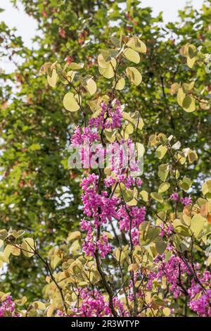 Cerdis siliquastrum au printemps, connu sous le nom d'arbre Judas, Judastree, Redbud Banque D'Images