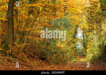 Forêt de hêtres en automne avec défrichement forestier, Lengerich, Rhénanie-du-Nord-Westphalie, Allemagne Banque D'Images