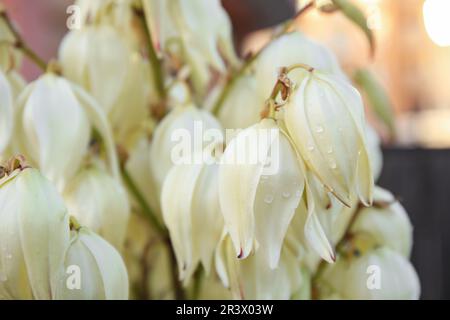 Gros plan de belles fleurs de yucca avec des gouttes d'eau sur un arrière-plan flou Banque D'Images