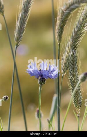 Centaurea cyanus, Cornflower au bord du champ, bouton de baccalauréat, Bluebottle Banque D'Images