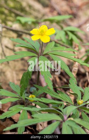 Anemone ranunculoides, Gelbes Windröschen - anemone jaune. anemone de bois jaune Banque D'Images