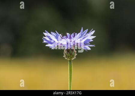 Centaurea cyanus (Cyanus segetum). connu sous le nom de fleur de panier, bluebottle (fleur simple) Banque D'Images