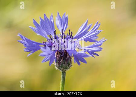 Centaurea cyanus (Cyanus segetum). connu sous le nom de fleur de panier, bluebottle (fleur simple) Banque D'Images