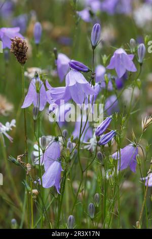 Campanula rotundifolia, subsp. Rotundifolia, connue sous le nom de Meadowbell, Harelell, Bluebell, Bellflower Banque D'Images