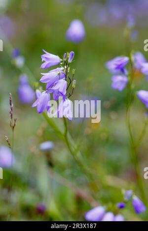 Campanula rotundifolia, subsp. Rotundifolia, connue sous le nom de Meadowbell, Harelell, Bluebell, Bellflower Banque D'Images