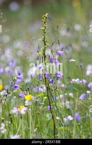 Campanula rotundifolia, subsp. Rotundifolia, connue sous le nom de Meadowbell, Harelell, Bluebell, Bellflower Banque D'Images